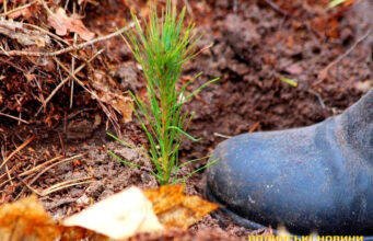 На Волині засадять лісом понад 800 гектарів На-Волині-засадять-лісом-понад-800-гектарів