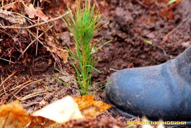 На Волині засадять лісом понад 800 гектарів На-Волині-засадять-лісом-понад-800-гектарів