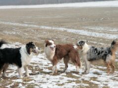 Яка порода собак найлегша у дресируванні: експерти назвали розумного та надійного друга Яка-порода-собак-найлегша-у-дресируванні:-експерти-назвали-розумного-та-надійного-друга