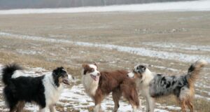 Яка порода собак найлегша у дресируванні: експерти назвали розумного та надійного друга Яка-порода-собак-найлегша-у-дресируванні:-експерти-назвали-розумного-та-надійного-друга