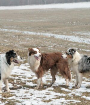 Яка-порода-собак-найлегша-у-дресируванні:-експерти-назвали-розумного-та-надійного-друга
