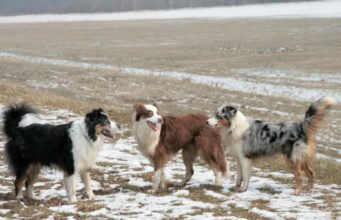 Яка порода собак найлегша у дресируванні: експерти назвали розумного та надійного друга Яка-порода-собак-найлегша-у-дресируванні:-експерти-назвали-розумного-та-надійного-друга