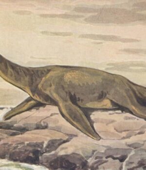 В-Алжирі-знайшли-слід-морського-“монстра”,-який-заповнив-прогалину-в-історії-динозаврів