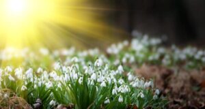 Ось і настала весна: як зворушливо привітати з 1 березня близьких і друзів Ось-і-настала-весна:-як-зворушливо-привітати-з-1-березня-близьких-і-друзів
