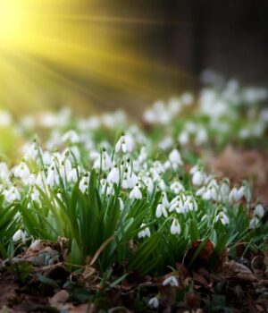 Ось-і-настала-весна:-як-зворушливо-привітати-з-1-березня-близьких-і-друзів Ось-і-настала-весна:-як-зворушливо-привітати-з-1-березня-близьких-і-друзів