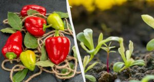 Зберете 2 кг перцю з однієї посадки: що потрібно посіяти поруч Зберете-2-кг-перцю-з-однієї-посадки:-що-потрібно-посіяти-поруч