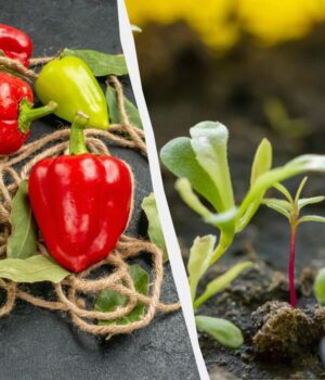 Зберете-2-кг-перцю-з-однієї-посадки:-що-потрібно-посіяти-поруч