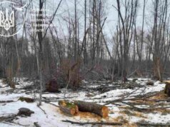 На Волині виявили незаконну вирубку дерев на понад 6 мільйонів гривень На-Волині-виявили-незаконну-вирубку-дерев-на-понад-6-мільйонів-гривень
