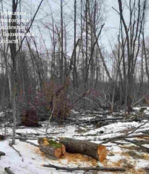 На-Волині-виявили-незаконну-вирубку-дерев-на-понад-6-мільйонів-гривень На-Волині-виявили-незаконну-вирубку-дерев-на-понад-6-мільйонів-гривень