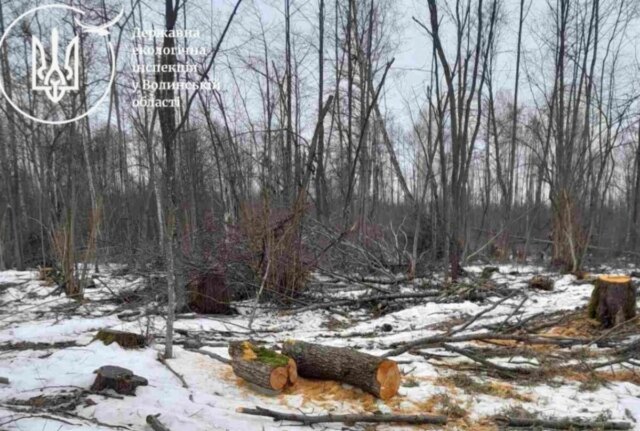 На Волині виявили незаконну вирубку дерев на понад 6 мільйонів гривень На-Волині-виявили-незаконну-вирубку-дерев-на-понад-6-мільйонів-гривень