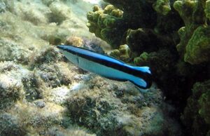 Ці крихітні риби вразили вчених навичкою, яка є тільки у деяких ссавців Ці-крихітні-риби-вразили-вчених-навичкою,-яка-є-тільки-у-деяких-ссавців