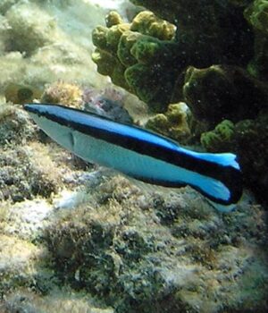 Ці-крихітні-риби-вразили-вчених-навичкою,-яка-є-тільки-у-деяких-ссавців Ці-крихітні-риби-вразили-вчених-навичкою,-яка-є-тільки-у-деяких-ссавців