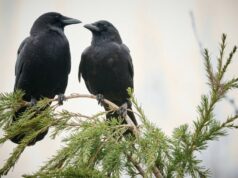 Ворони можуть впізнавати людей і навчати інших: що показали експерименти Ворони-можуть-впізнавати-людей-і-навчати-інших:-що-показали-експерименти