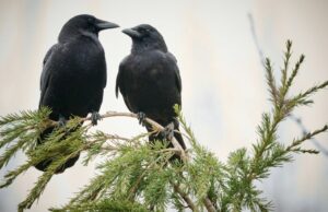 Ворони можуть впізнавати людей і навчати інших: що показали експерименти Ворони-можуть-впізнавати-людей-і-навчати-інших:-що-показали-експерименти