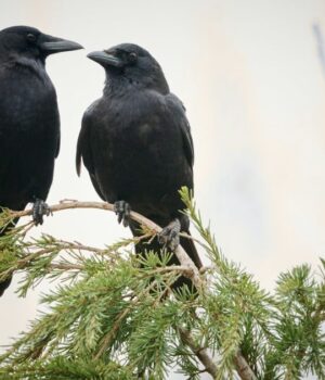Ворони-можуть-впізнавати-людей-і-навчати-інших:-що-показали-експерименти Ворони-можуть-впізнавати-людей-і-навчати-інших:-що-показали-експерименти