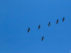 Перший тиждень весни стартує в Україні з 12-градусного тепла Перший-тиждень-весни-стартує-в-Україні-з-12-градусного-тепла