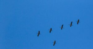 Перший тиждень весни стартує в Україні з 12-градусного тепла Перший-тиждень-весни-стартує-в-Україні-з-12-градусного-тепла