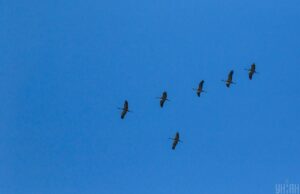 Перший тиждень весни стартує в Україні з 12-градусного тепла Перший-тиждень-весни-стартує-в-Україні-з-12-градусного-тепла