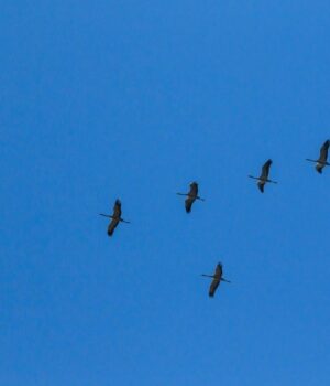 Перший-тиждень-весни-стартує-в-Україні-з-12-градусного-тепла