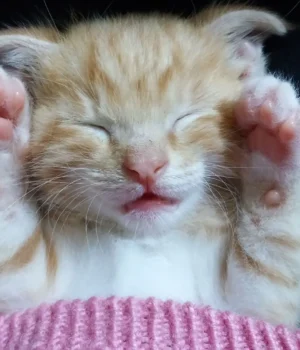 csroldzssgnekui.webp Свята 2 березня: пам’ятні дати, історичні події та народні прикмети