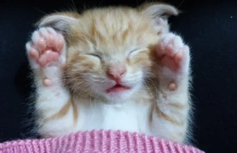 Свята 2 березня: пам’ятні дати, історичні події та народні прикмети Свята 2 березня: пам’ятні дати, історичні події та народні прикмети