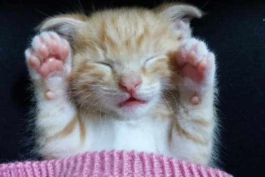 Свята 2 березня: пам’ятні дати, історичні події та народні прикмети Свята 2 березня: пам’ятні дати, історичні події та народні прикмети