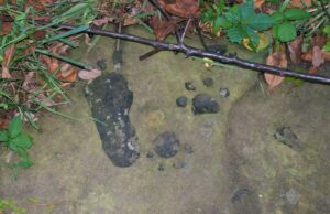 У США знайшли 1000-річну скелю, яка вкрита невідомими слідами: що з нею сталося У-США-знайшли-1000-річну-скелю,-яка-вкрита-невідомими-слідами:-що-з-нею-сталося