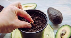 Як виростити авокадо на підвіконні: покрокова інструкція Як-виростити-авокадо-на-підвіконні:-покрокова-інструкція