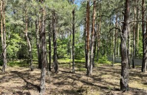 На Волині експосадовець ДСНС торгувався з колишнім прокурором за майже 17 соток курортної землі На-Волині-експосадовець-ДСНС-торгувався-з-колишнім-прокурором-за-майже-17-соток-курортної-землі