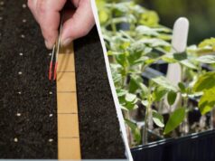 Сіємо помідори на розсаду в березні 2026: найкращі дні за місячним календарем Сіємо-помідори-на-розсаду-в-березні-2026:-найкращі-дні-за-місячним-календарем