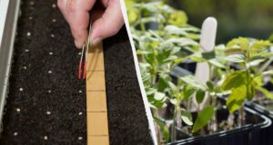 Сіємо помідори на розсаду в березні 2026: найкращі дні за місячним календарем Сіємо-помідори-на-розсаду-в-березні-2026:-найкращі-дні-за-місячним-календарем