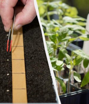 Сіємо-помідори-на-розсаду-в-березні-2026:-найкращі-дні-за-місячним-календарем