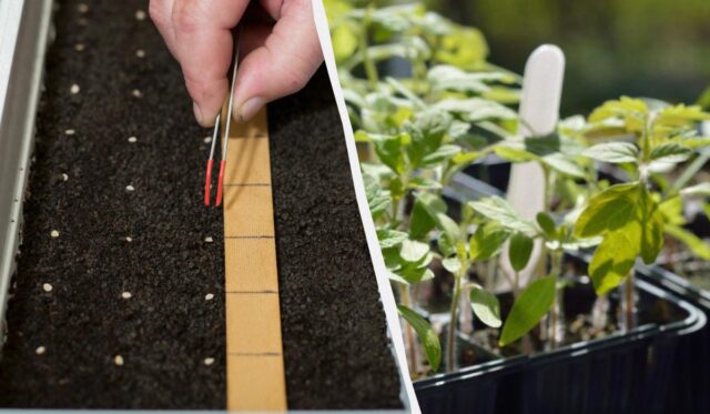 Сіємо помідори на розсаду в березні 2026: найкращі дні за місячним календарем Сіємо-помідори-на-розсаду-в-березні-2026:-найкращі-дні-за-місячним-календарем