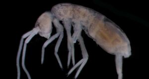 Майже 2 кілометри під поверхнею: яка наземна тварина живе найглибше за всіх Майже-2-кілометри-під-поверхнею:-яка-наземна-тварина-живе-найглибше-за-всіх