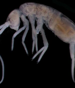 Майже-2-кілометри-під-поверхнею:-яка-наземна-тварина-живе-найглибше-за-всіх