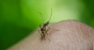 Справа не в “солодкій крові”: вчені з’ясували, чому комарі кусають одних людей частіше за інших Справа-не-в-“солодкій-крові”:-вчені-з’ясували,-чому-комарі-кусають-одних-людей-частіше-за-інших