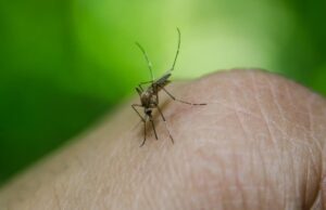 Справа не в “солодкій крові”: вчені з’ясували, чому комарі кусають одних людей частіше за інших Справа-не-в-“солодкій-крові”:-вчені-з’ясували,-чому-комарі-кусають-одних-людей-частіше-за-інших