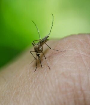Справа-не-в-“солодкій-крові”:-вчені-з’ясували,-чому-комарі-кусають-одних-людей-частіше-за-інших