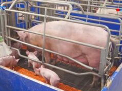 Волинську агрофірму, яка вирощує свиней, підозрюють у несплаті понад 20 млн грн податків Волинську-агрофірму,-яка-вирощує-свиней,-підозрюють-у-несплаті-понад-20-млн-грн-податків