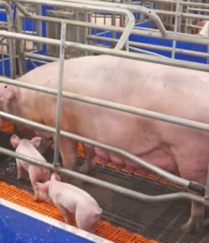 Волинську-агрофірму,-яка-вирощує-свиней,-підозрюють-у-несплаті-понад-20-млн-грн-податків