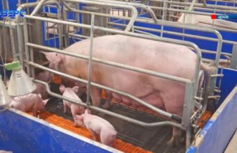 Волинську агрофірму, яка вирощує свиней, підозрюють у несплаті понад 20 млн грн податків Волинську-агрофірму,-яка-вирощує-свиней,-підозрюють-у-несплаті-понад-20-млн-грн-податків