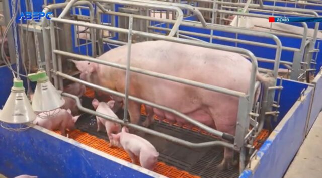 Волинську агрофірму, яка вирощує свиней, підозрюють у несплаті понад 20 млн грн податків Волинську-агрофірму,-яка-вирощує-свиней,-підозрюють-у-несплаті-понад-20-млн-грн-податків