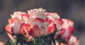 Як та коли обрізати троянди, щоб мати великі квіти Як-та-коли-обрізати-троянди,-щоб-мати-великі-квіти