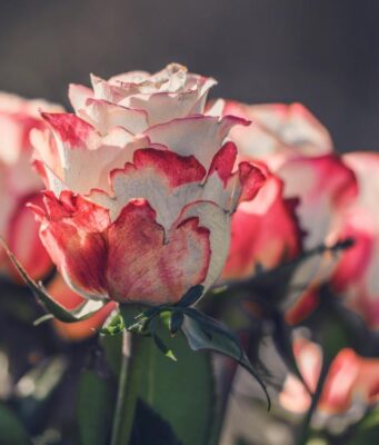 Як та коли обрізати троянди, щоб мати великі квіти Як-та-коли-обрізати-троянди,-щоб-мати-великі-квіти