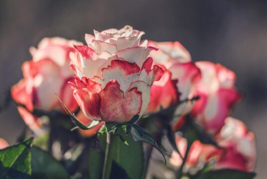 Як та коли обрізати троянди, щоб мати великі квіти Як-та-коли-обрізати-троянди,-щоб-мати-великі-квіти