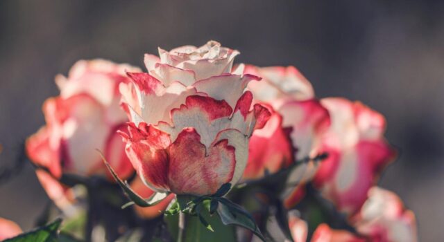 Як та коли обрізати троянди, щоб мати великі квіти Як-та-коли-обрізати-троянди,-щоб-мати-великі-квіти