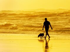 Чому зв’язок із собакою може бути міцнішим за людські стосунки: психолог розкрив причину Чому-зв’язок-із-собакою-може-бути-міцнішим-за-людські-стосунки:-психолог-розкрив-причину