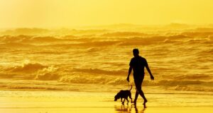 Чому зв’язок із собакою може бути міцнішим за людські стосунки: психолог розкрив причину Чому-зв’язок-із-собакою-може-бути-міцнішим-за-людські-стосунки:-психолог-розкрив-причину