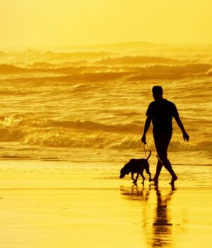 Чому-зв’язок-із-собакою-може-бути-міцнішим-за-людські-стосунки:-психолог-розкрив-причину