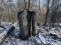 На Волині лісівника-експосадовця судитимуть через незаконну вирубку на 5 мільйонів гривень На-Волині-лісівника-експосадовця-судитимуть-через-незаконну-вирубку-на-5-мільйонів-гривень